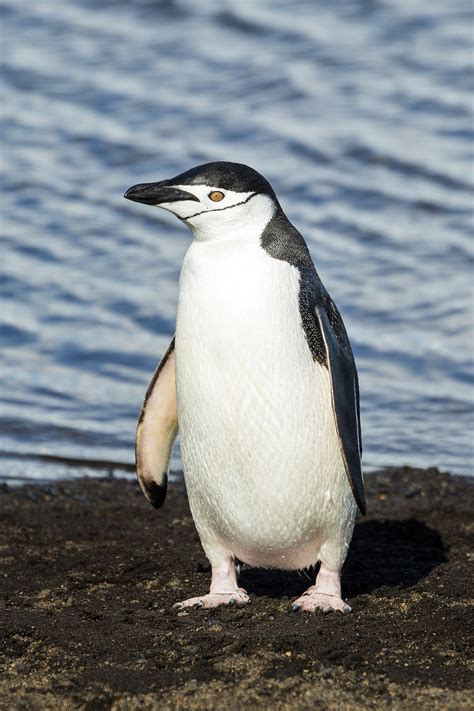 Penguin wikipedia - The Snares penguin's main prey is krill, supplemented by squid and small fish. The species is rated as vulnerable by the International Union for Conservation of ...